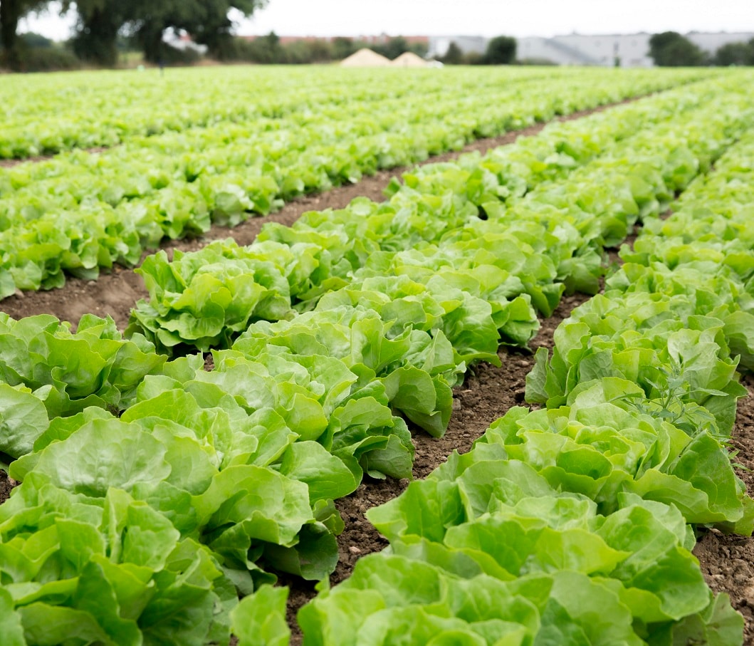 Lettuce Farm